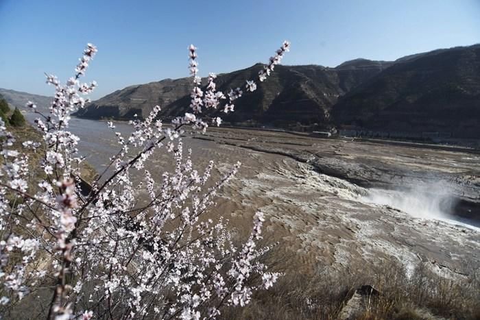 黄河壶口瀑布迎来“桃花汛”