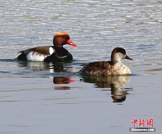 额尔齐斯河生态改善 吸引大批候鸟到此歇脚 