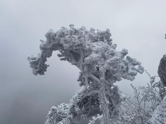 河南南阳老界岭现雾凇景观